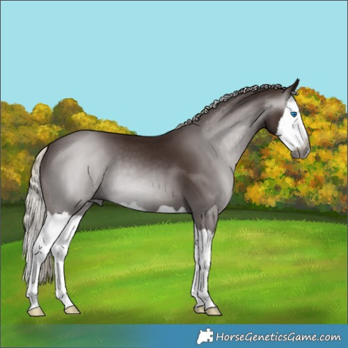 Horse Color:Gray Silver Black Splash