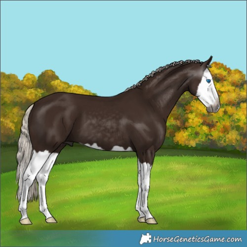 Horse Color:Gray Silver Black Splash