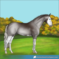 Horse Color:Gray Silver Black Splash