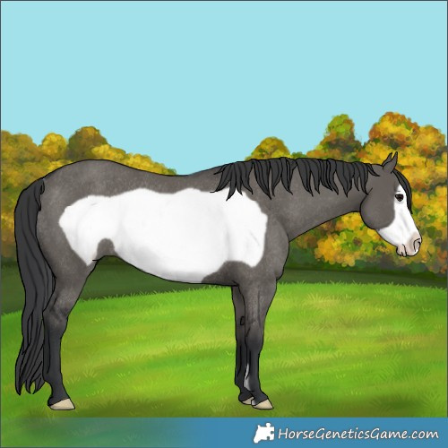Horse Color:Grullo Frame Rabicano