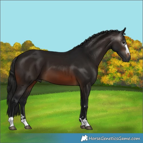 Horse Color:Gray Brown
