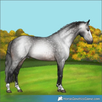 Horse Color:Gray Brown