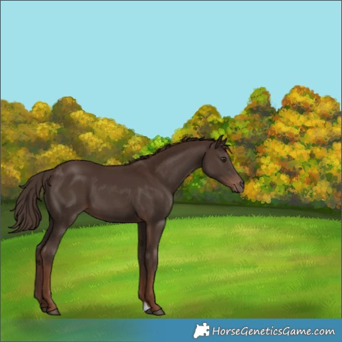 Horse Color:Liver Chestnut 