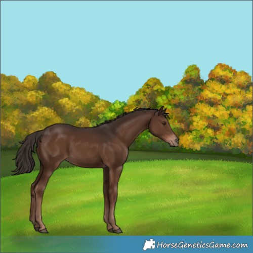 Horse Color:Liver Chestnut 