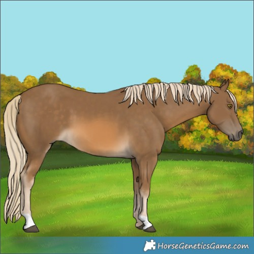 Horse Color:Chocolate Palomino 