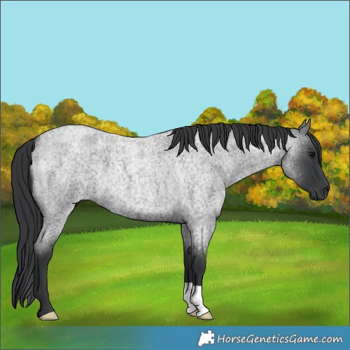 Horse Color:Blue Roan 