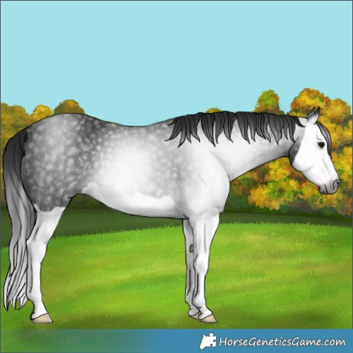 Horse Color:Gray Black Splash Rabicano