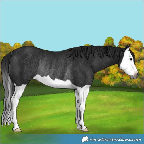 Horse Color:Gray Black Splash Rabicano