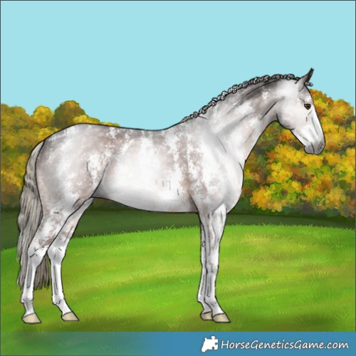 Horse Color:Gray Liver Chestnut Mushroom Sabino