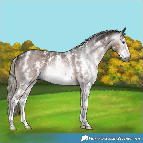 Horse Color:Gray Liver Chestnut Mushroom Sabino 