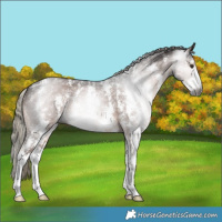 Horse Color:Gray Liver Chestnut Mushroom Sabino