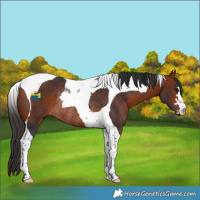 Horse Color:Bay Tobiano Rabicano 