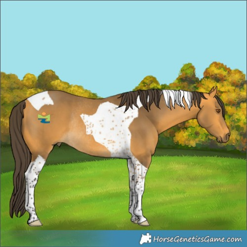 Horse Color:Buckskin Tobiano Rabicano 