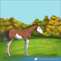 Horse Color:Bay Splash 