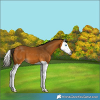 Horse Color:Gray Buckskin Splash 