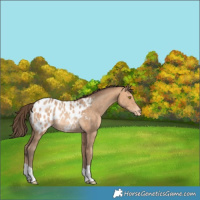 Horse Color:Amber Champagne Blanket Rabicano