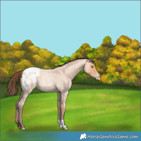 Horse Color:Amber Champagne Roan Appaloosa