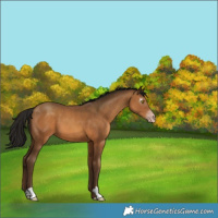 Horse Color:Gray Amber Champagne 