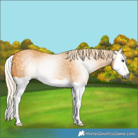 Horse Color:Gray Palomino Splash Rabicano