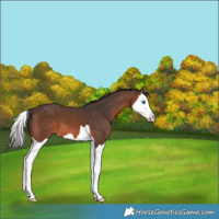 Horse Color:Brown Splash