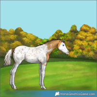 Horse Color:Buckskin Splash Near Leopard