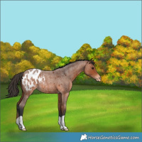 Horse Color:Bay Roan Appaloosa 