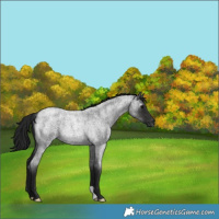 Horse Color:Gray Blue Roan Rabicano 
