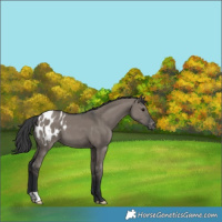 Horse Color:Grullo Appaloosa 