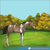 Horse Color:Gray Sable Champagne Dun Tobiano 