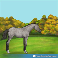 Horse Color:Grullo Roan Varnish 