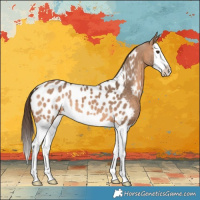 Horse Color:Bay Dun Splash Appaloosa