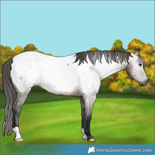 Horse Color:Gray Brown Dun Appaloosa 