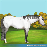 Horse Color:Gray Brown Dun Appaloosa 