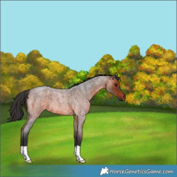 Horse Color:Brown Roan 