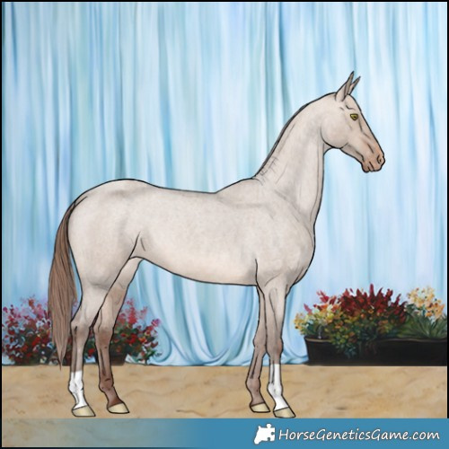 Horse Color:Sable Champagne Roan Dun Appaloosa 