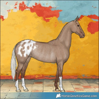 Horse Color:Silver Grullo Appaloosa Rabicano 