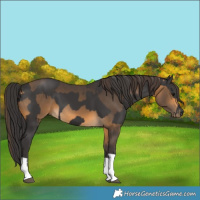 Horse Color:Smoky Black and Buckskin