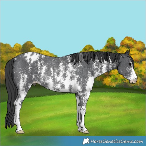 Horse Color:Black Sabino Appaloosa Rabicano