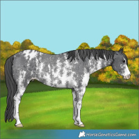 Horse Color:Black Sabino Appaloosa Rabicano 