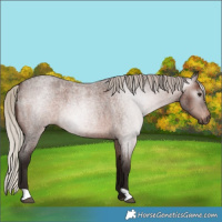 Horse Color:Gray Silver Bay Roan Appaloosa