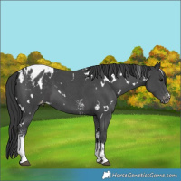 Horse Color:White Spotted Black Sabino Appaloosa 