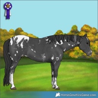Horse Color:White Spotted Black Sabino Appaloosa 
