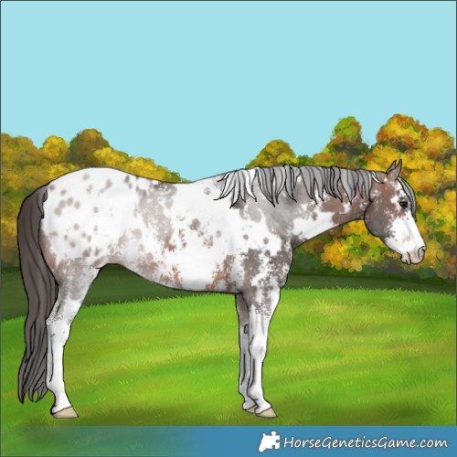 Horse Color:White Spotted Brown Sabino Appaloosa 