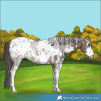 Horse Color:White Spotted Brown Sabino Blanket 