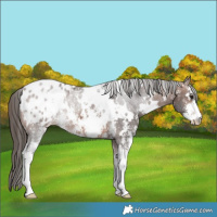 Horse Color:White Spotted Brown Sabino Blanket 