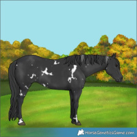 Horse Color:White Spotted Black