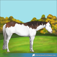 Horse Color:Bay Sabino Splash 