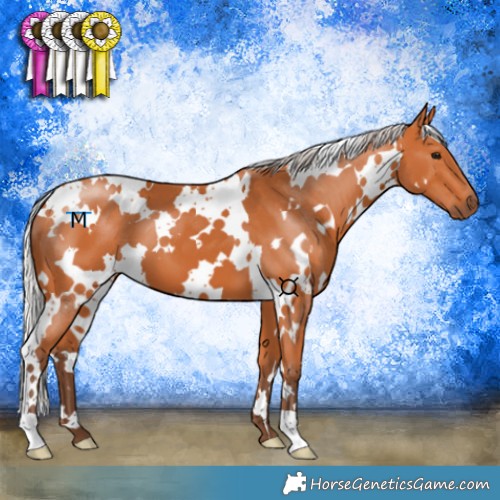 Horse Color:White Spotted Silver Bay