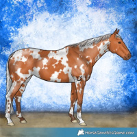 Horse Color:White Spotted Silver Bay