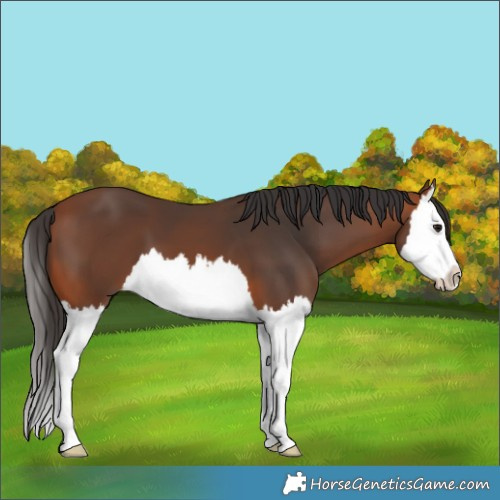 Horse Color:Bay Splash 